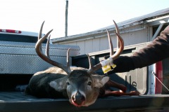 Hog hunt 2010