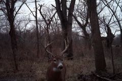 Trail Camera