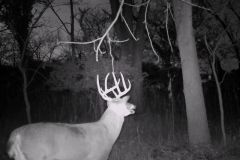 Night View Trail Camera
