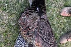 turkey 3
